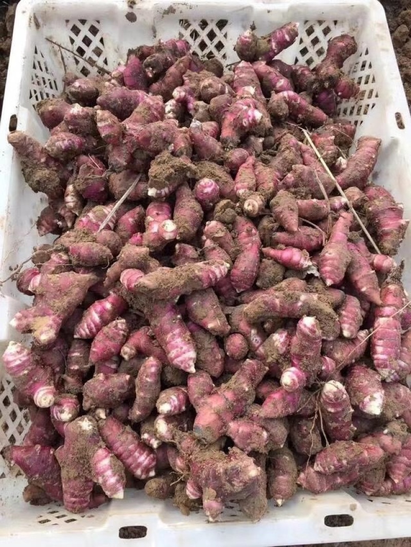 山东胰岛果红果菊芋红皮洋姜纺锤洋姜产地直发