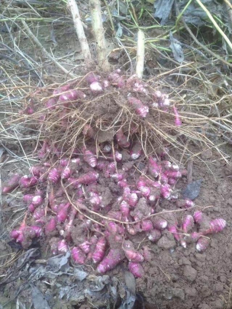 山东胰岛果红果菊芋红皮洋姜纺锤洋姜产地直发