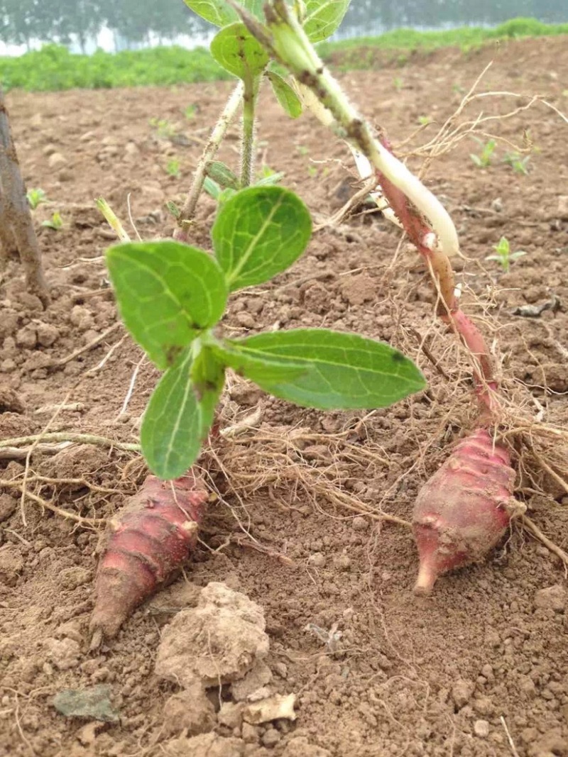 山东胰岛果红果菊芋红皮洋姜纺锤洋姜产地直发