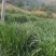 青贮料草种，甜象草，巨菌草，欢迎新老客户前来购买，