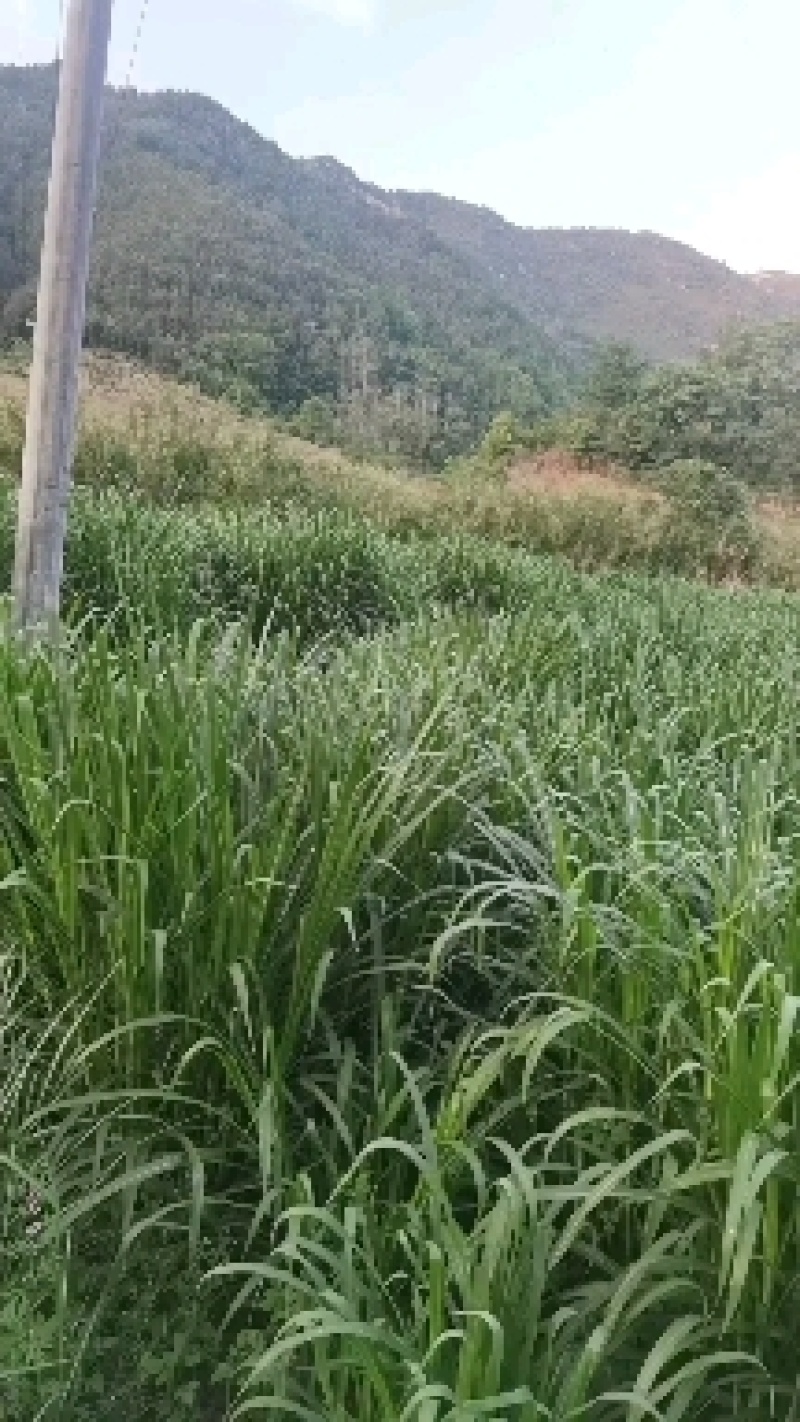 青贮料草种，甜象草，巨菌草，欢迎新老客户前来购买，