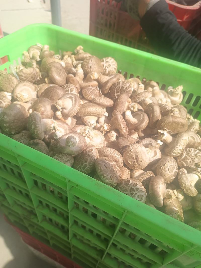 河北平泉夏菇，大中花俱有