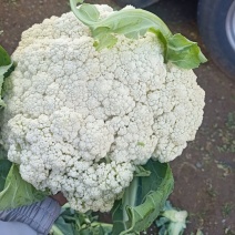 （基地直供）（热销）（推荐）兰州高原夏菜青根散花