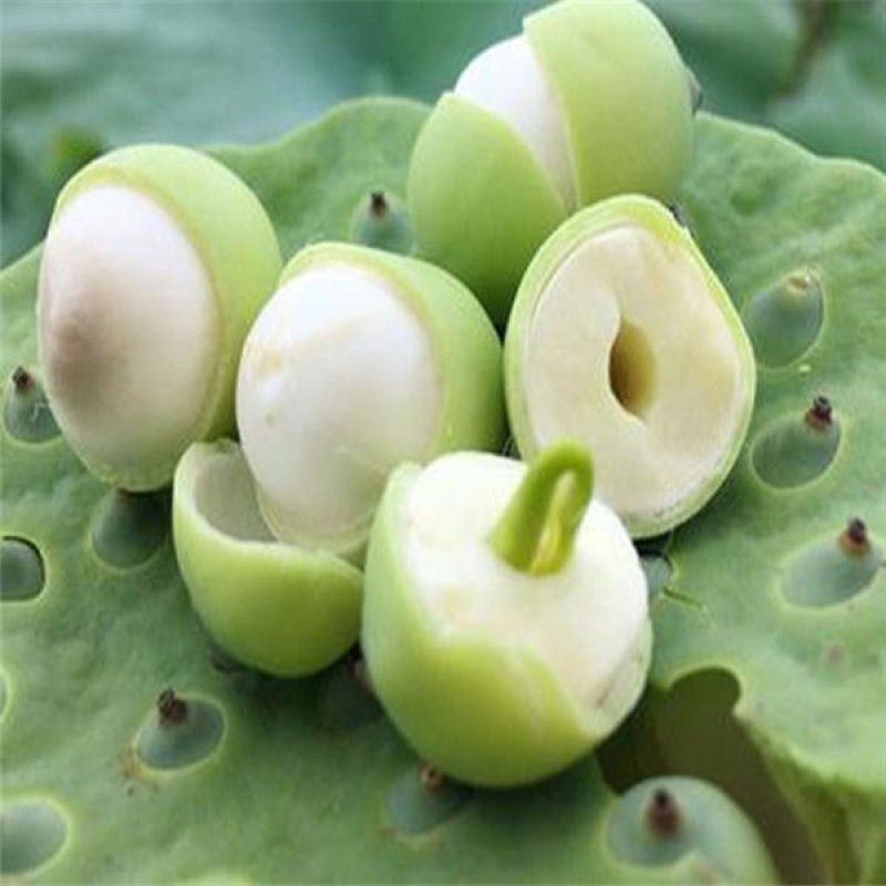 莲子粉500克包邮新鲜白莲子干货粉去芯莲子粉即食冲饮