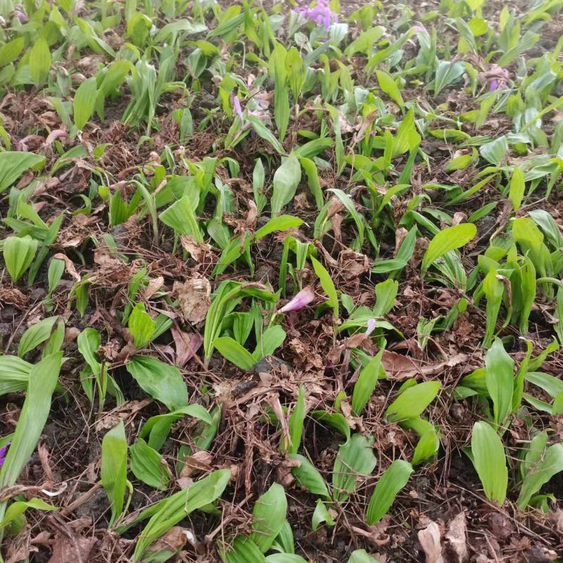 山慈菇冰球子苗山慈菇种苗独蒜兰种苗