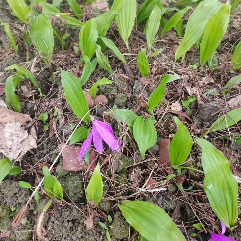 山慈菇冰球子苗山慈菇种苗独蒜兰种苗