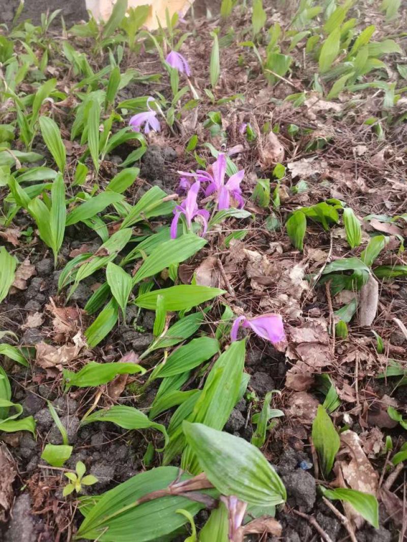 山慈菇冰球子苗山慈菇种苗独蒜兰种苗