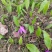 山慈菇冰球子苗山慈菇种苗独蒜兰种苗