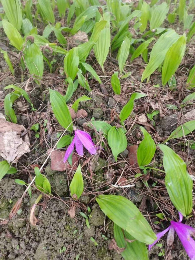 山慈菇冰球子苗山慈菇种苗独蒜兰种苗
