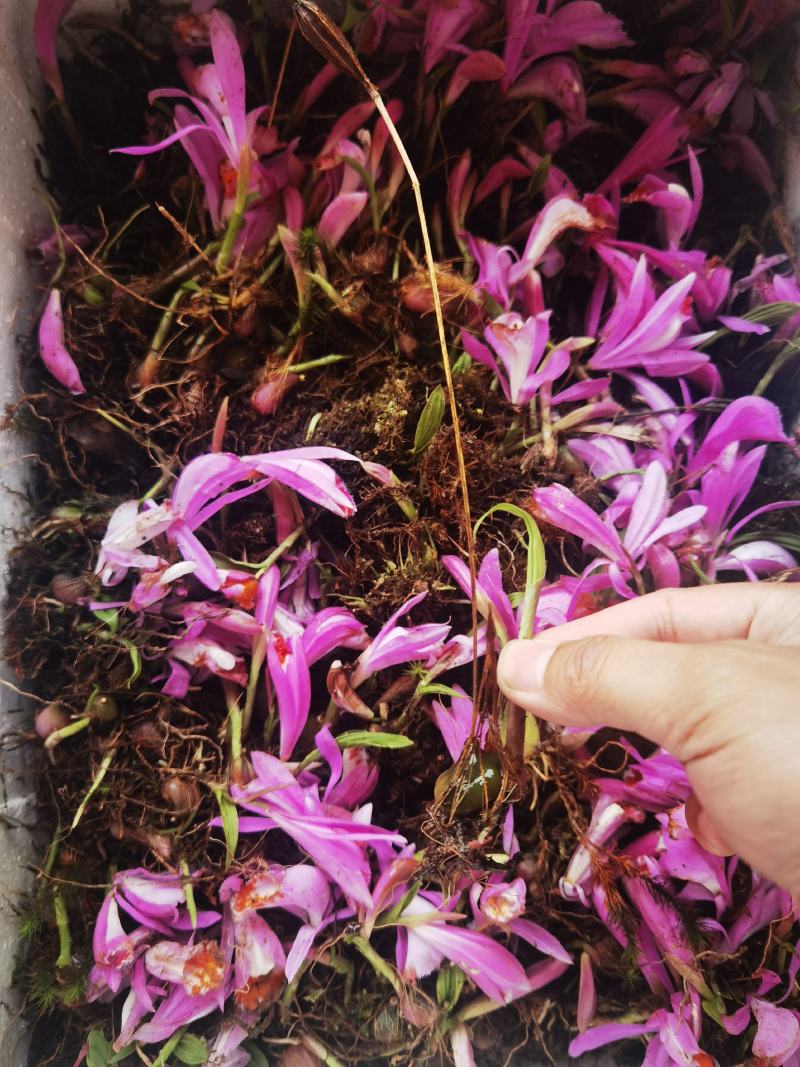 山慈菇冰球子苗山慈菇种苗独蒜兰种苗