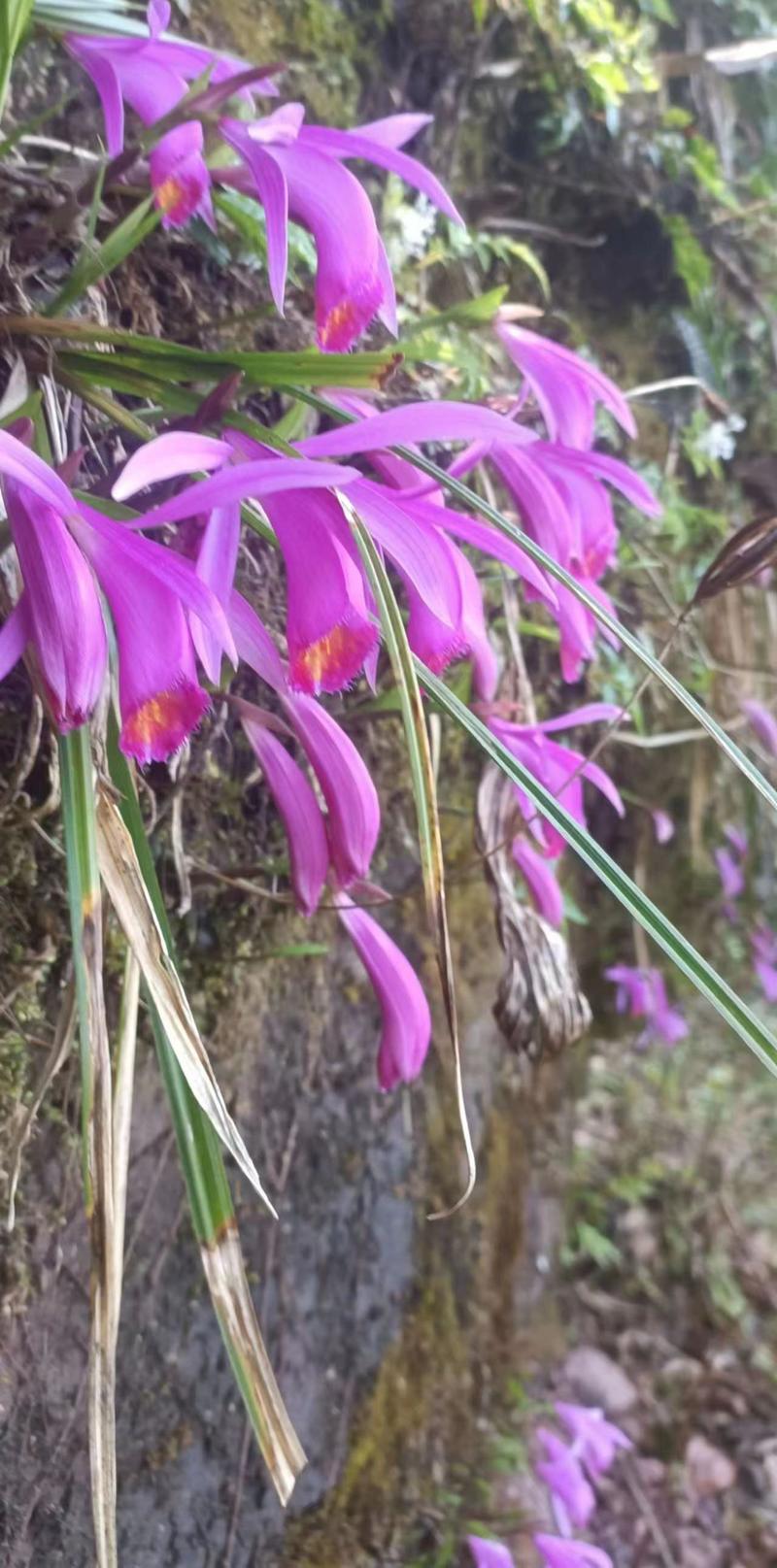 山慈菇冰球子苗山慈菇种苗独蒜兰种苗