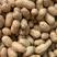 优质豆种，甜玉米供应