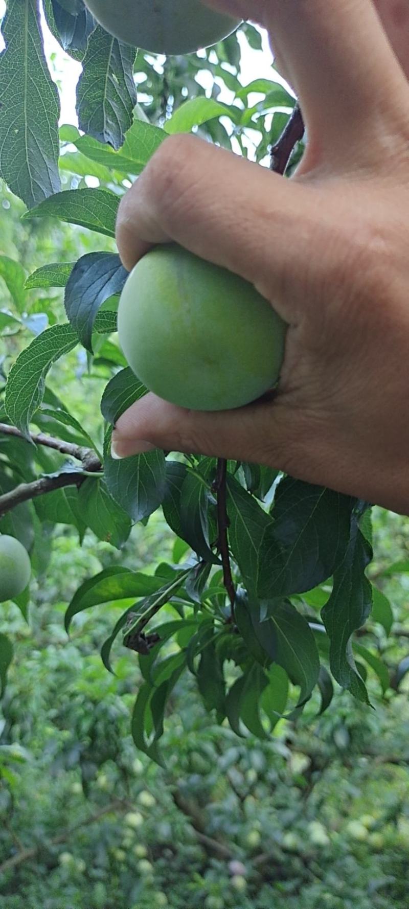 青脆李蜂糖李