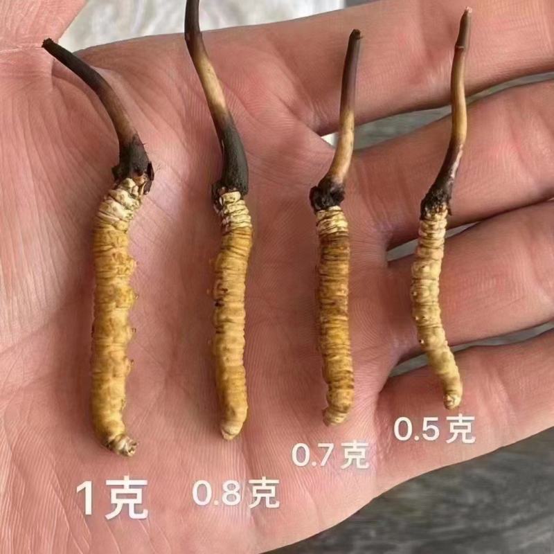 新鲜冬虫夏草本人亲自上山挖需要的可以联系我