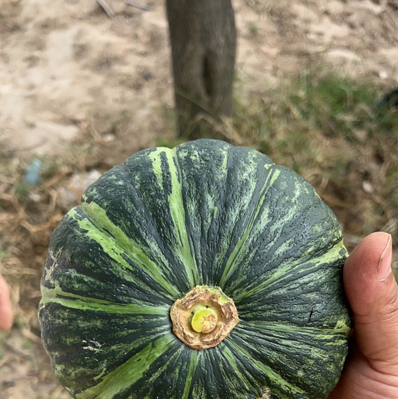 板栗南瓜，贝贝，银栗，全国产地直销供应需要联系