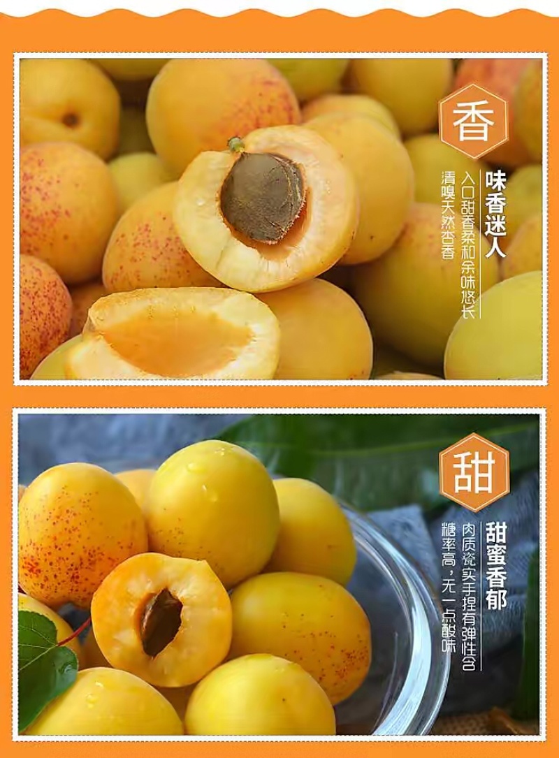 荷兰香蜜杏糖度20左右浓甜浓香。耐运输无酸味