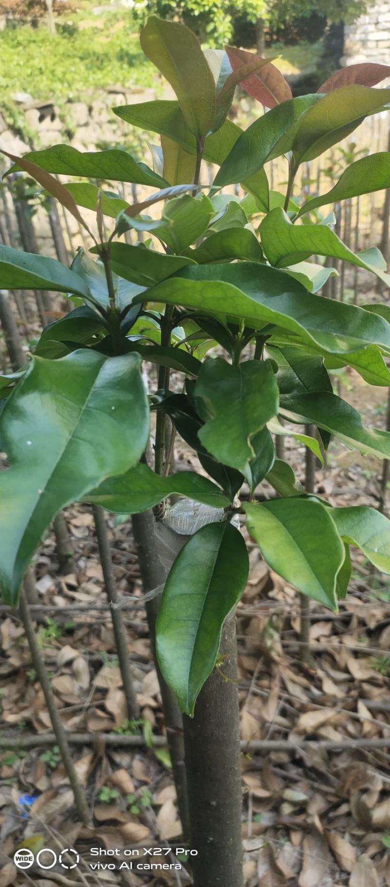 包心桂花苗桂花苗广西苗圃基地直供规格齐全成活率高