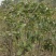 包心桂花苗桂花苗广西苗圃基地直供规格齐全成活率高