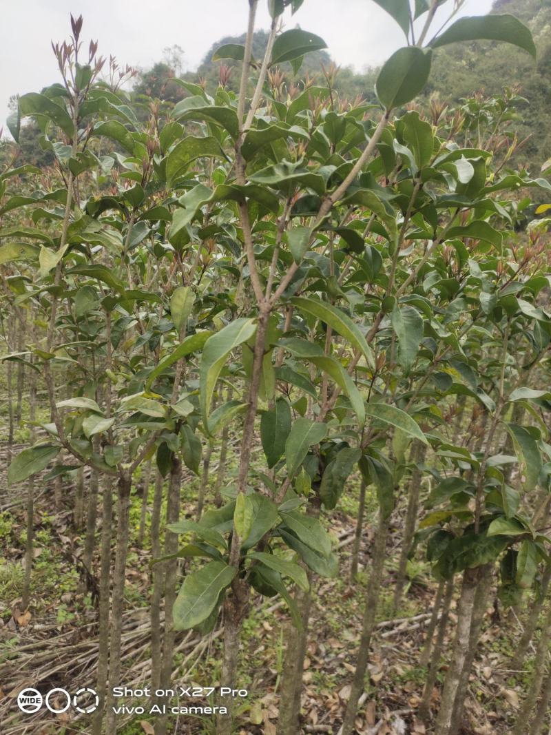 包心桂花苗桂花苗广西苗圃基地直供规格齐全成活率高