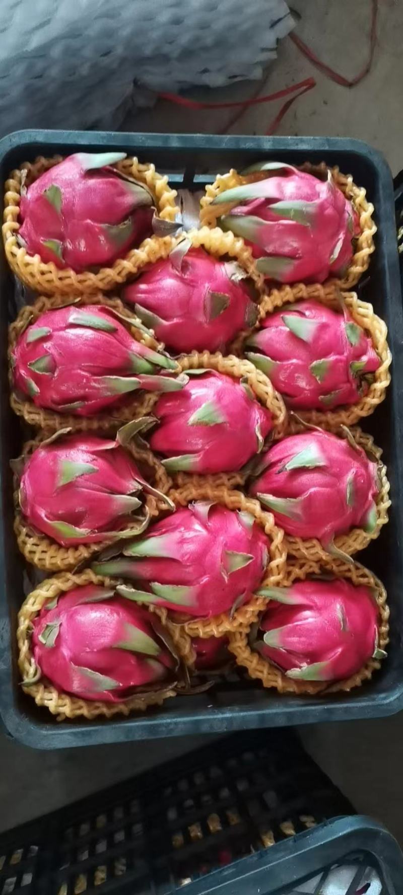 京都一号桂红龙