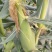 玉米（新鲜白玉米现货供应）