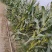 玉米（新鲜白玉米现货供应）