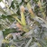 玉米（新鲜白玉米现货供应）