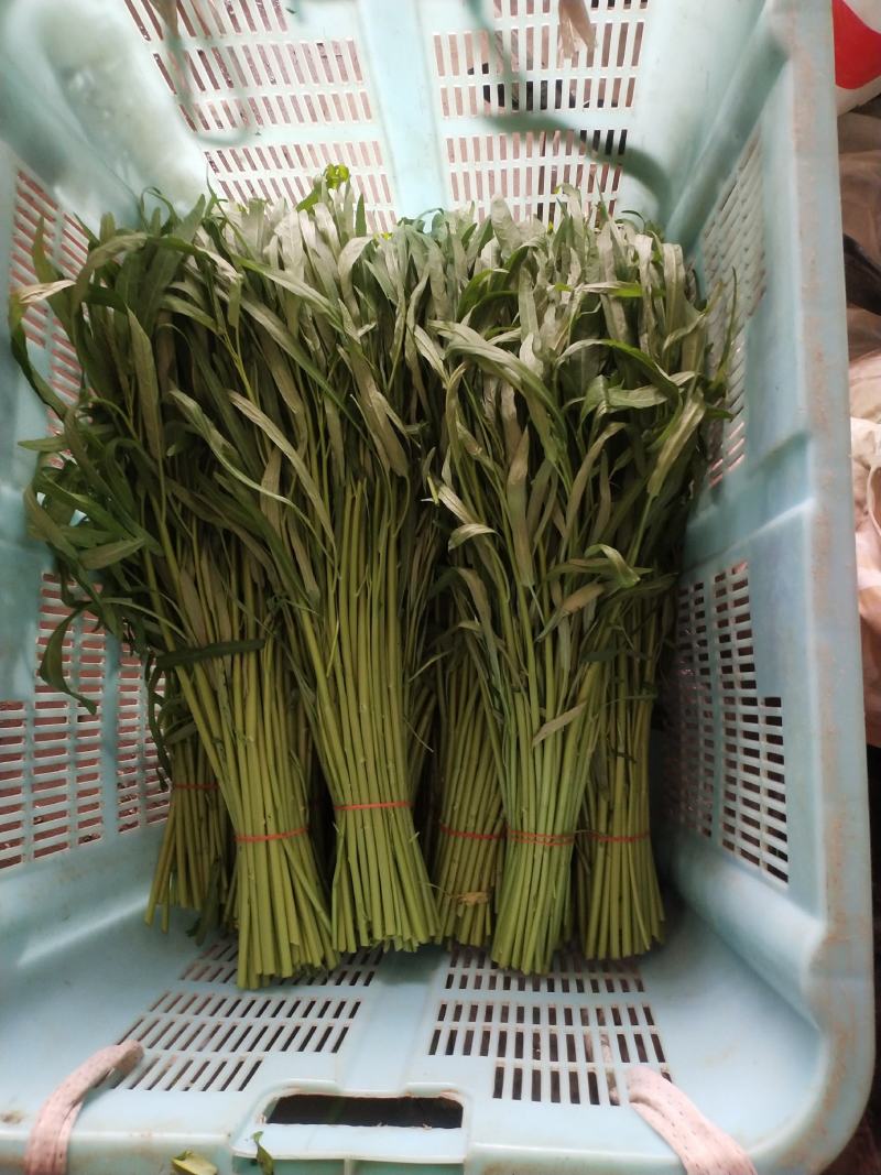 空心菜精品空心菜上海空心菜大量供货，品质保障欢迎咨询