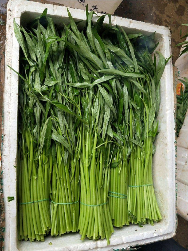 空心菜精品空心菜上海空心菜大量供货，品质保障欢迎咨询
