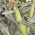 玉米（新鲜花玉米现货供应）