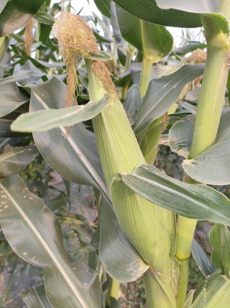玉米（新鲜花玉米现货供应）