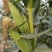 玉米（新鲜花玉米现货供应）