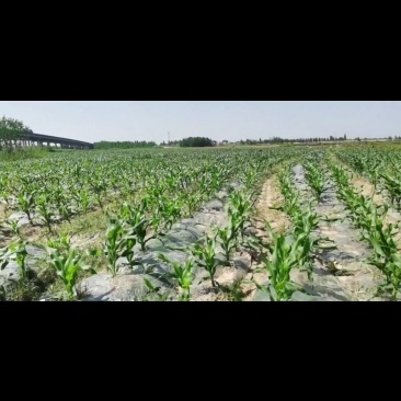 土地岀租河滩地，一马平川，10万亩，每年每亩500元。