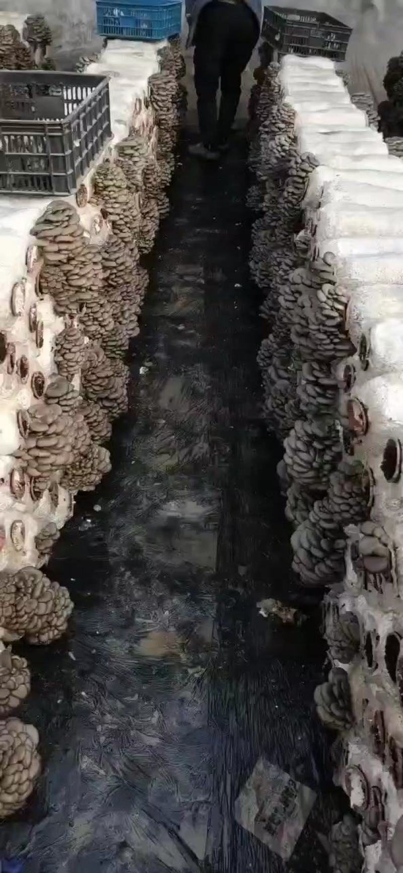 菌渣。大量出售平菇，鸡菇，秀珍菇等废菌包，脱袋料
