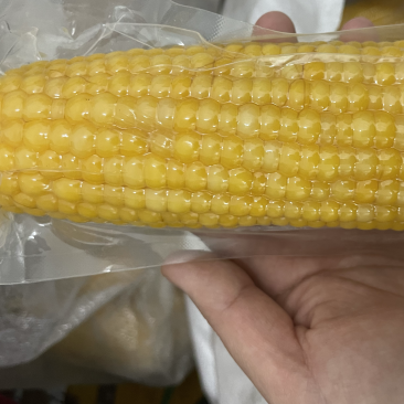 东北糯玉米，常温糯玉米，不用冷藏冷冻