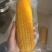 东北糯玉米，常温糯玉米，不用冷藏冷冻