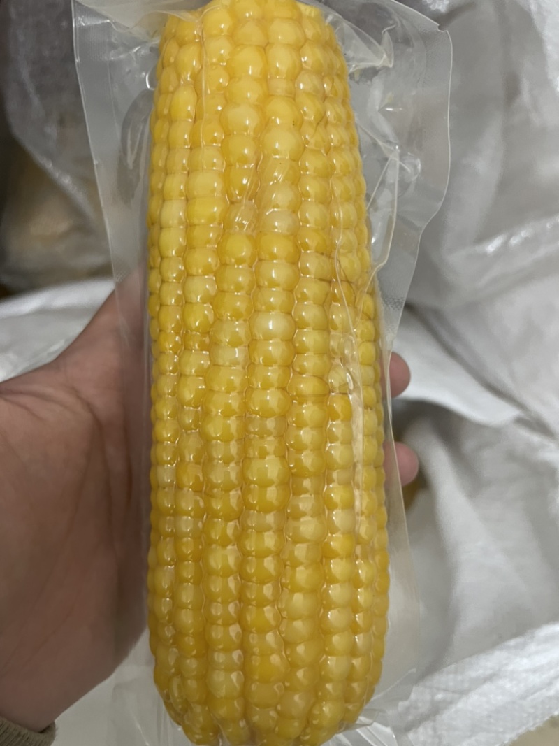 东北糯玉米，常温糯玉米，不用冷藏冷冻