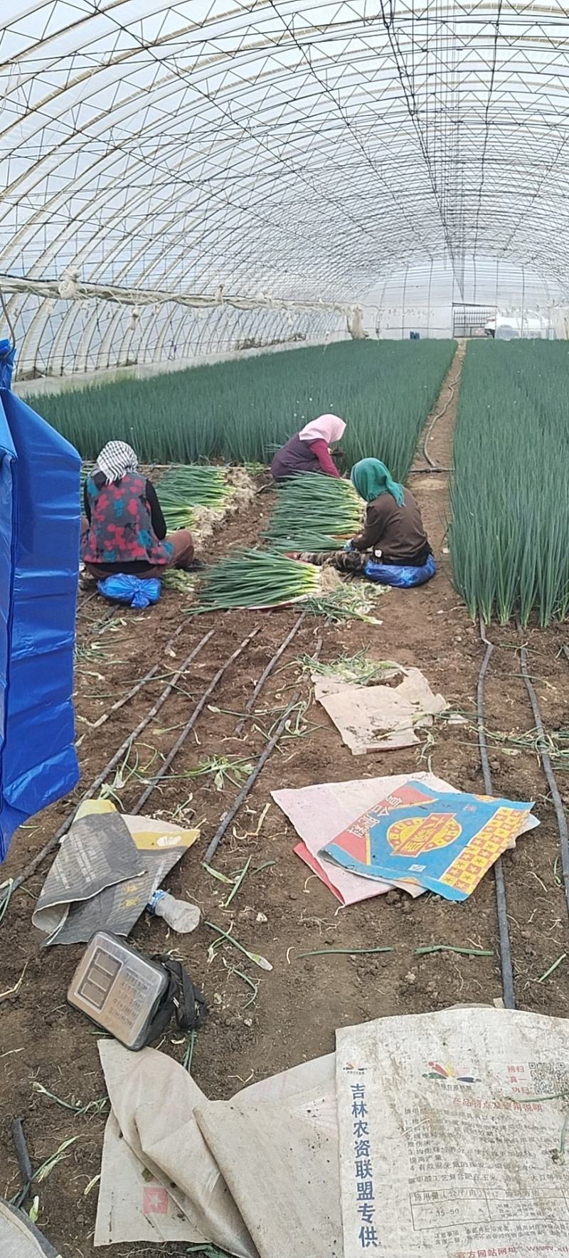 小葱，本地大棚香葱万亩基地大量上市，货源充足质量好价格合