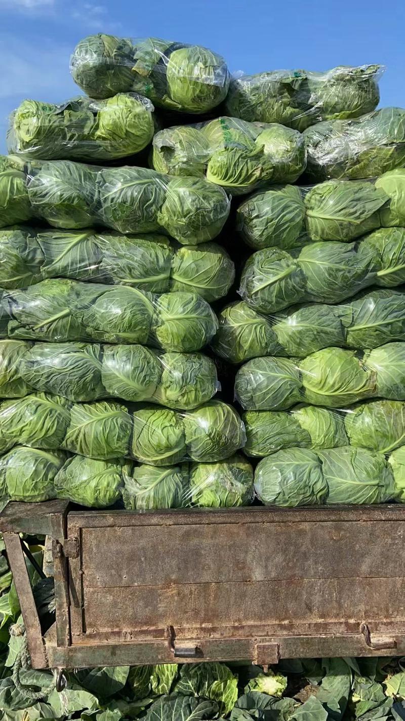 甘蓝圆包菜，大量供应保质保量支持视频看货欢迎订购