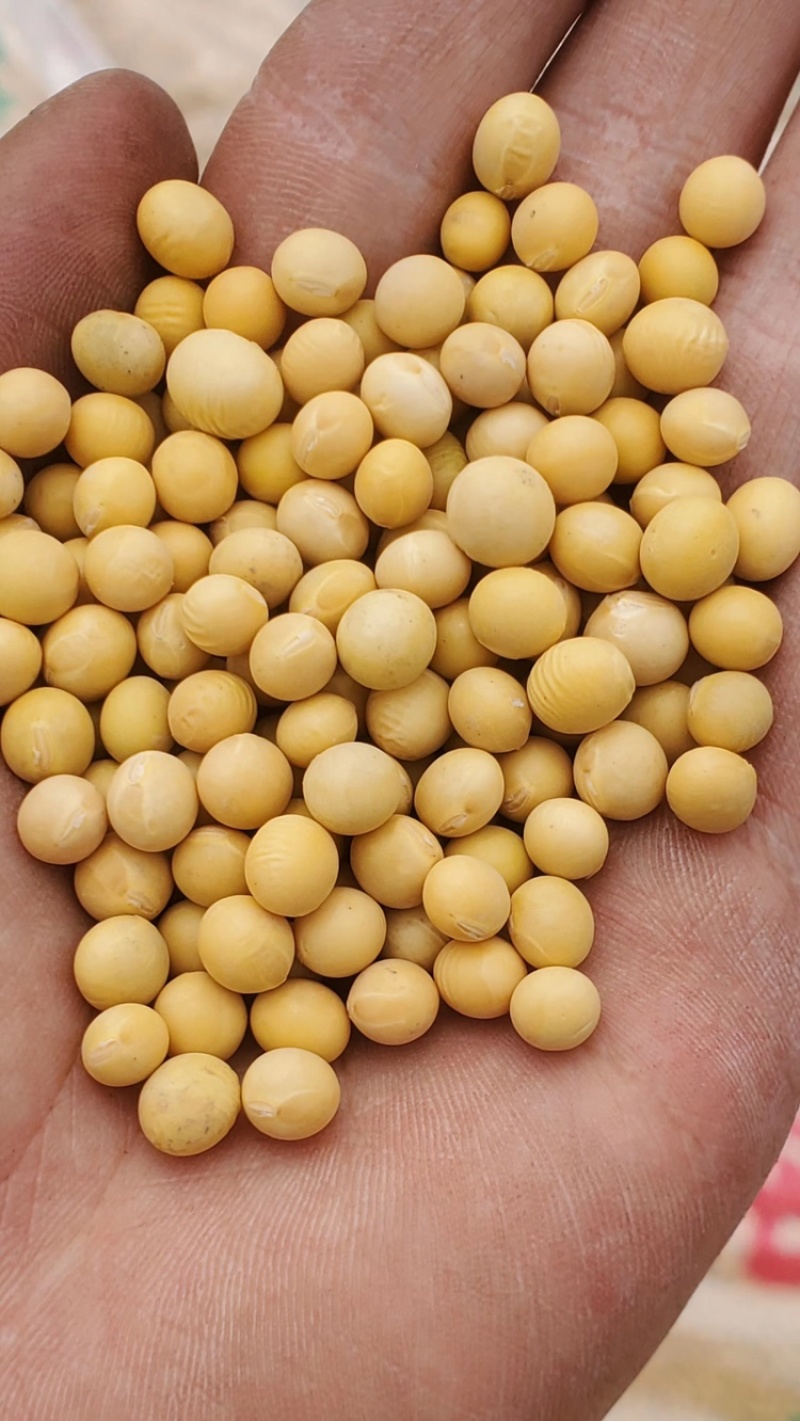 芽豆小粒中粒黄豆芽菜豆生豆芽专用豆子黄芽豆