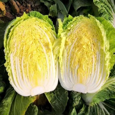 黄心大白菜大量上市