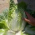 黄心大白菜大量上市