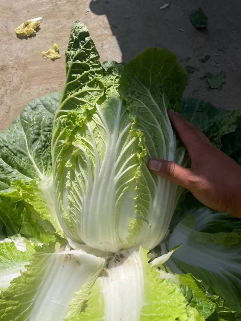 黄心大白菜大量上市