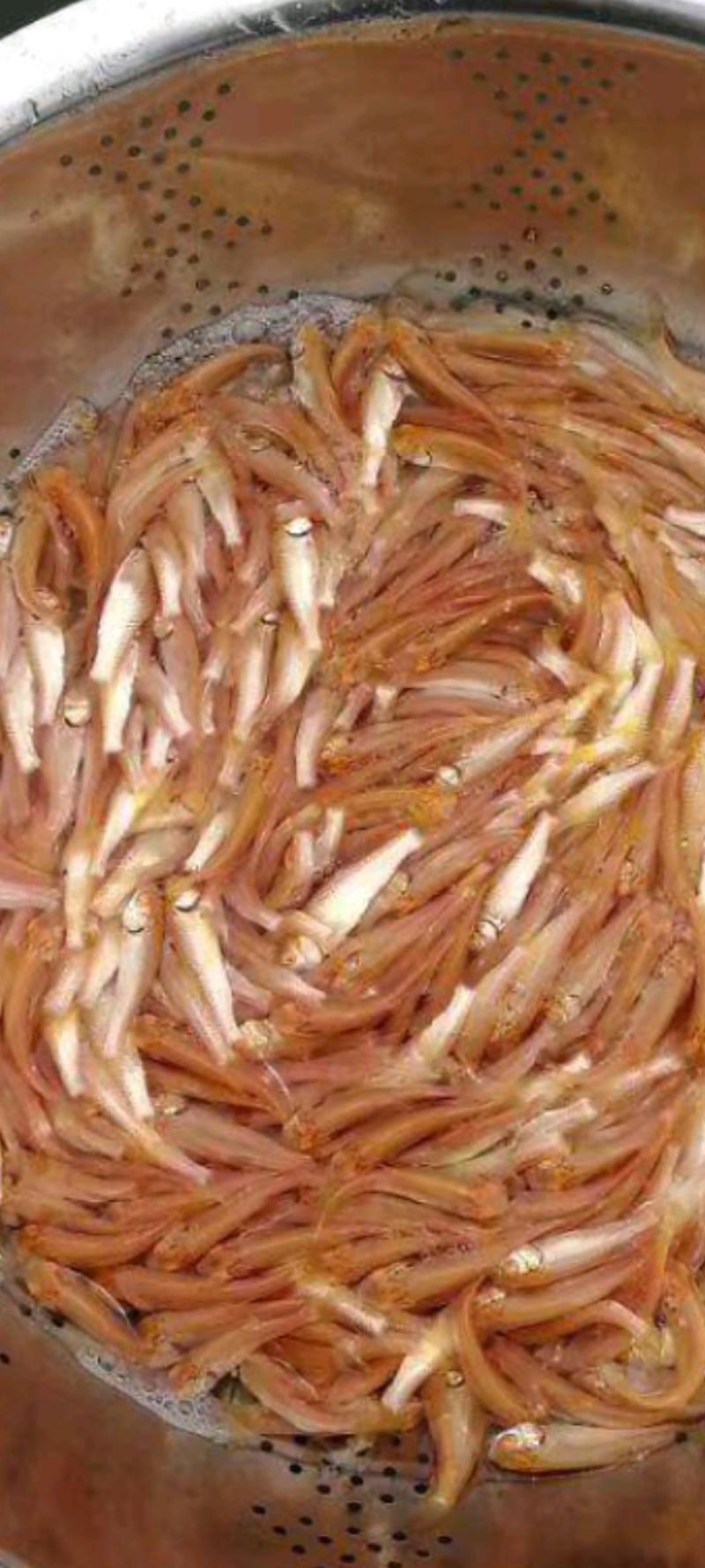 场地直销，大量供应金丝草鱼苗，金丝草鱼苗