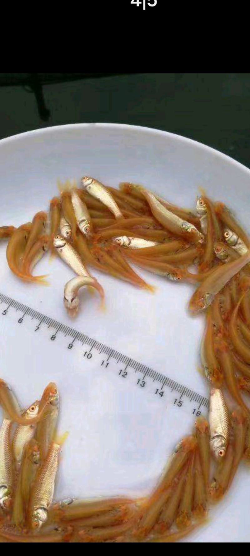 场地直销，大量供应金丝草鱼苗，金丝草鱼苗
