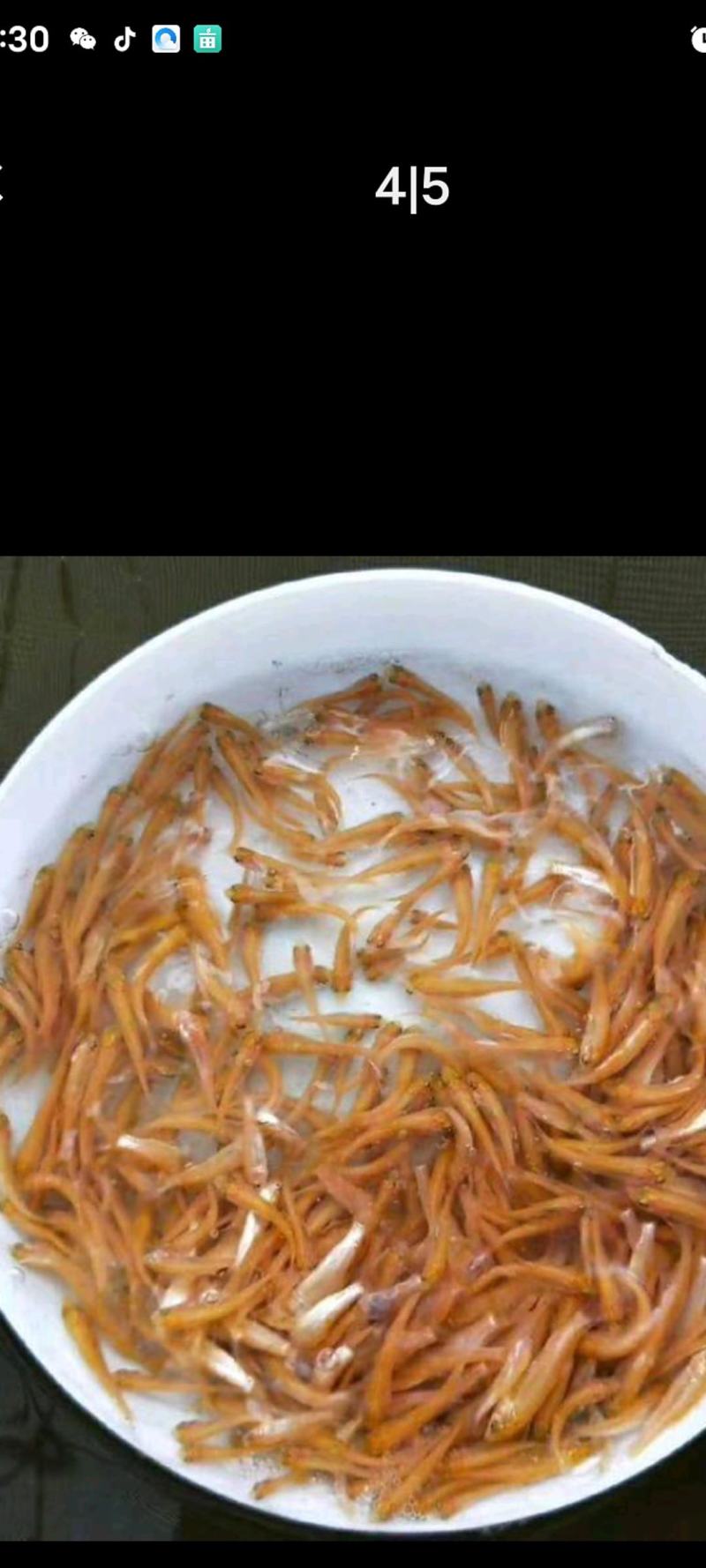 场地直销，大量供应金丝草鱼苗，金丝草鱼苗