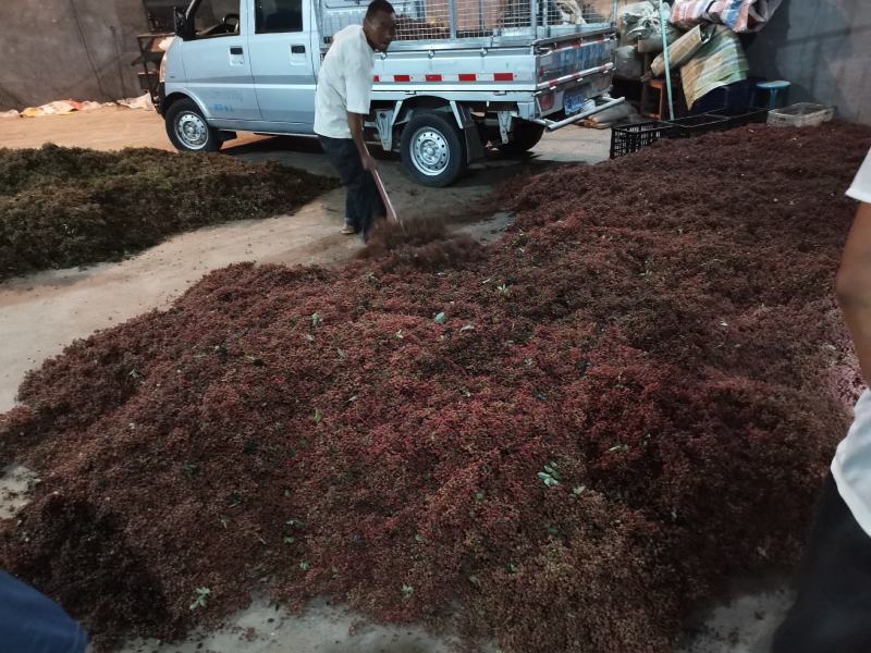 陕西韩城合阳华州鲜花椒（青花椒）次椒，支持各种交易