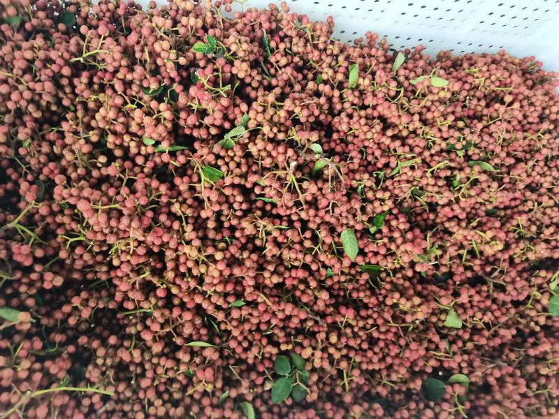 陕西韩城合阳华州鲜花椒（青花椒）次椒，支持各种交易