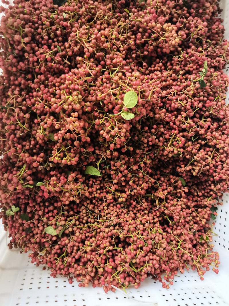 陕西韩城合阳华州鲜花椒（青花椒）次椒，支持各种交易
