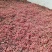 陕西韩城合阳华州鲜花椒（青花椒）次椒，支持各种交易